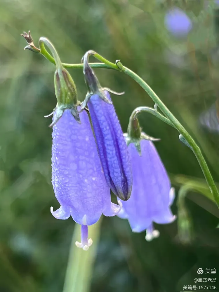 北方的长柱沙参